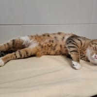 Courageux, chat à adopter