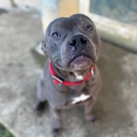 T'NARDO OAA19950, chien à adopter