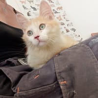 CROÛTON, chat à adopter