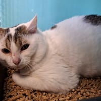 Minimoï, chat à adopter