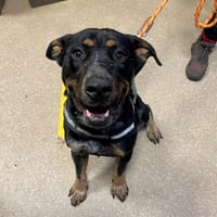 NOAN, chien à adopter