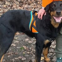 SAORI, chienne à adopter