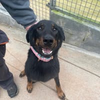 TOUNDRA, chienne à adopter