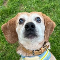 BREIZH, chien à adopter