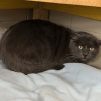 Réservoir CAB5259, chat à adopter