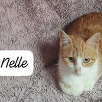 NELLE, chatte à adopter