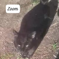 ZOOM, chat à adopter