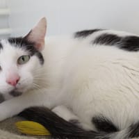 AMBRE, chatte à adopter