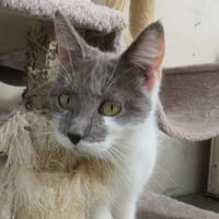 SLIA (réservée), chatte à adopter