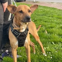 JUMPER, chien à adopter