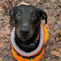 PELUCHE, chienne à adopter