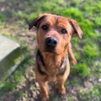 ZEUS OAA19949, chien à adopter