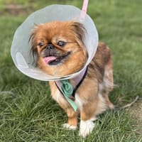 BROWNY, chienne à adopter