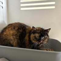 Titi, chatte à adopter