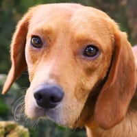 BARNEY, chien à adopter