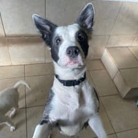 MOHANA, chienne à adopter