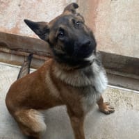 REX, chien à adopter