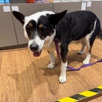 Toby (en cours d'adoption), chien à adopter