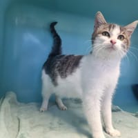 Auguste, chat à adopter