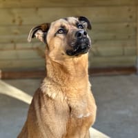 Mikado, chien à adopter