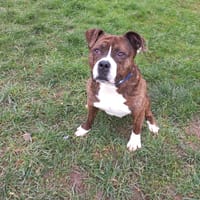 Hermès, chien à adopter