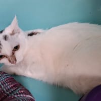 Lune, chatte à adopter