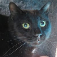 TRISTAN, chat à adopter