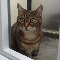 ALEXA, chatte à adopter