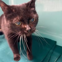 Nala, chatte à adopter