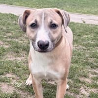 Lino CAA14888, chien à adopter