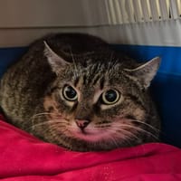 VARAN QCT, chat à adopter