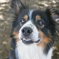 BOBY, chien à adopter