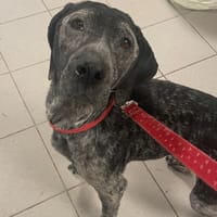 NALA, chienne à adopter