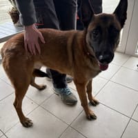 Keyna, chienne à adopter