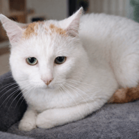 Simba, chat à adopter