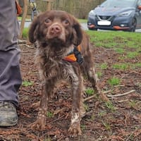 BARBIBUL, chien à adopter