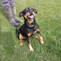 Sergent, chien à adopter