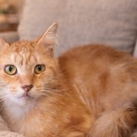 GARFIELD, chat à adopter