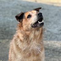 Elly, chienne à adopter