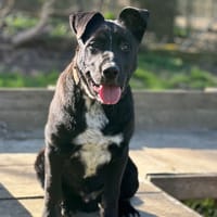 Kenaï [Chiot], chien à adopter