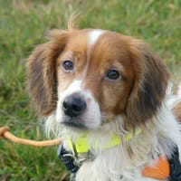 TOBBY, chien à adopter