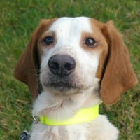 OCTANO, chien à adopter