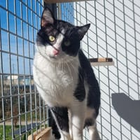 JERRY, chat à adopter