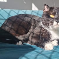 TOM, chat à adopter