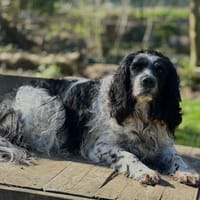 ROXY, chien à adopter