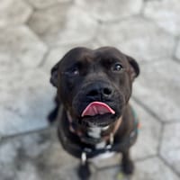 OAA19931 BULMA, chienne à adopter