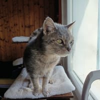 FENTY, chatte à adopter