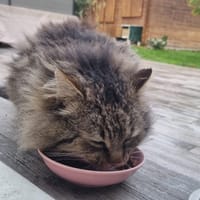 sirius, chat à adopter