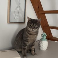 youmi, chatte à adopter