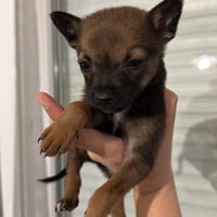 Mila, chienne à adopter